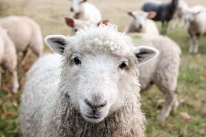 white sheep on green grass during daytime